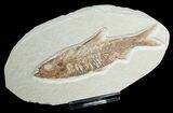 Inch Knightia Fossil Fish #4656-1